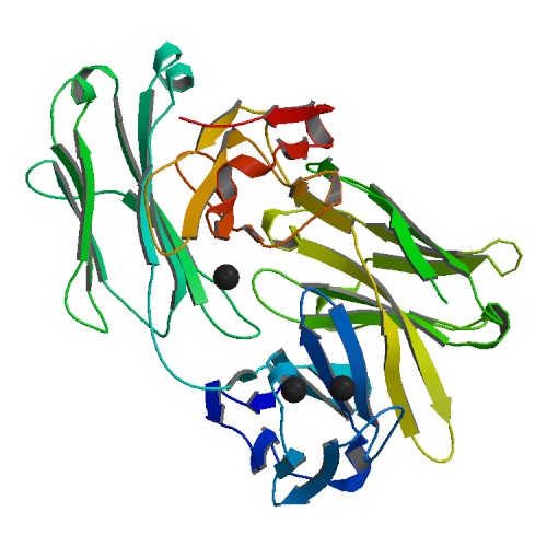 antibody 1.jpg